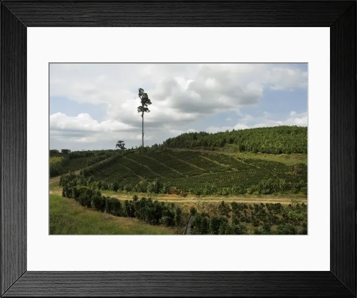 Framed Print : Garden plants being grown between La Fortuna and San Ramon, Costa Rica, Central America Framed Print : Garden plants being grown between La Fortuna and San Ramon, Costa Rica, Central America
