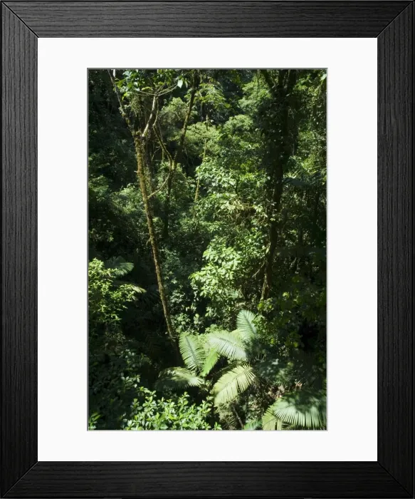Framed Print : Rainforest vegetation, Hanging Bridges walk, Arenal, Costa Rica, Central America Framed Print : Rainforest vegetation, Hanging Bridges walk, Arenal, Costa Rica, Central America