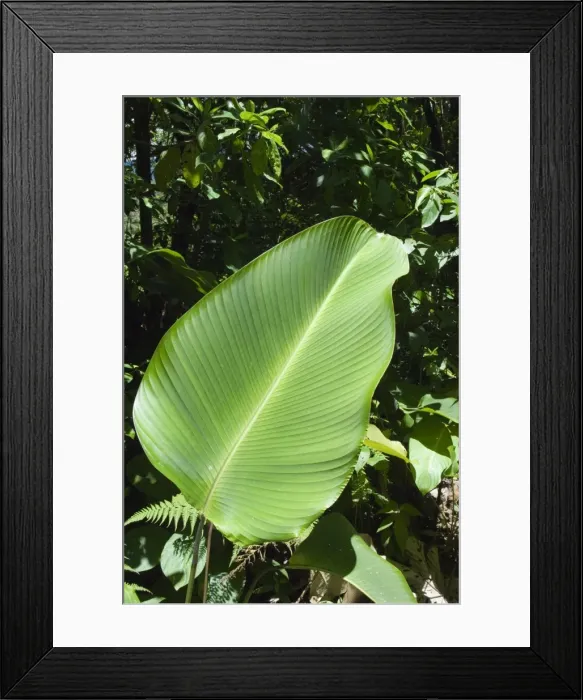 Framed Print : Leaf, Arenal area, Costa Rica, Central America Framed Print : Leaf, Arenal area, Costa Rica, Central America