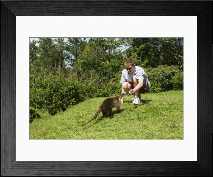 Framed Print : Feeding a coati mundi in the grounds of Arenal Observatory Lodge, Arenal Framed Print : Feeding a coati mundi in the grounds of Arenal Observatory Lodge, Arenal