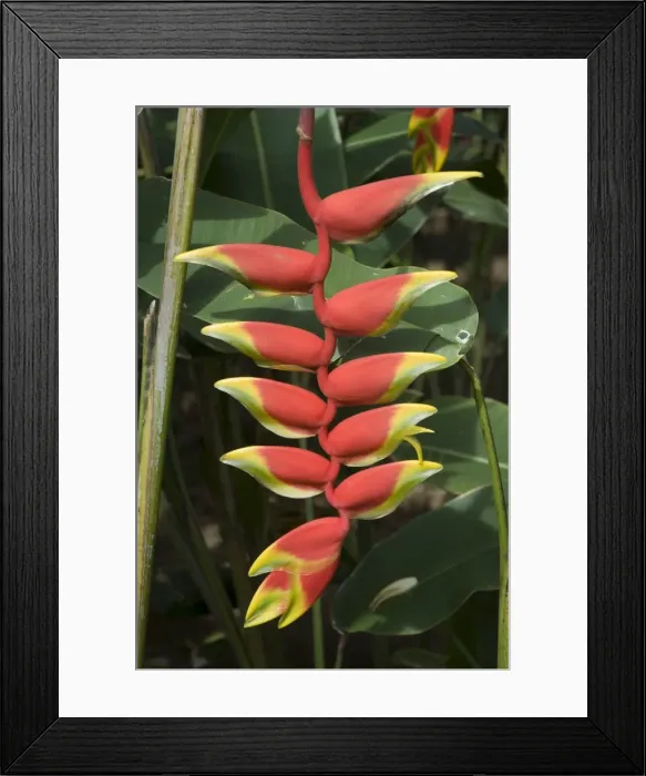 Framed Print : Heliconia flower, Costa Rica, Central America Framed Print : Heliconia flower, Costa Rica, Central America