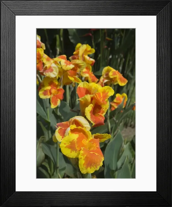 Framed Print : Canna lilies, Costa Rica, Central America Framed Print : Canna lilies, Costa Rica, Central America