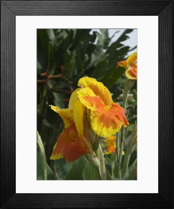 Framed Print : Canna Lily, Costa Rica, Central America Framed Print : Canna Lily, Costa Rica, Central America