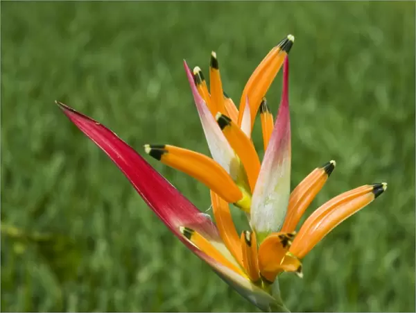 Type of Bird of Paradise plant, Costa Rica, Central America