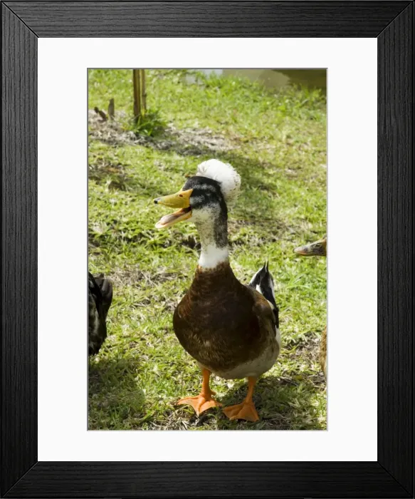 Framed Print : Ducks in the grounds of Montana de Fuego Hotel, La Fortuna, Arenal, Costa Rica Framed Print : Ducks in the grounds of Montana de Fuego Hotel, La Fortuna, Arenal, Costa Rica