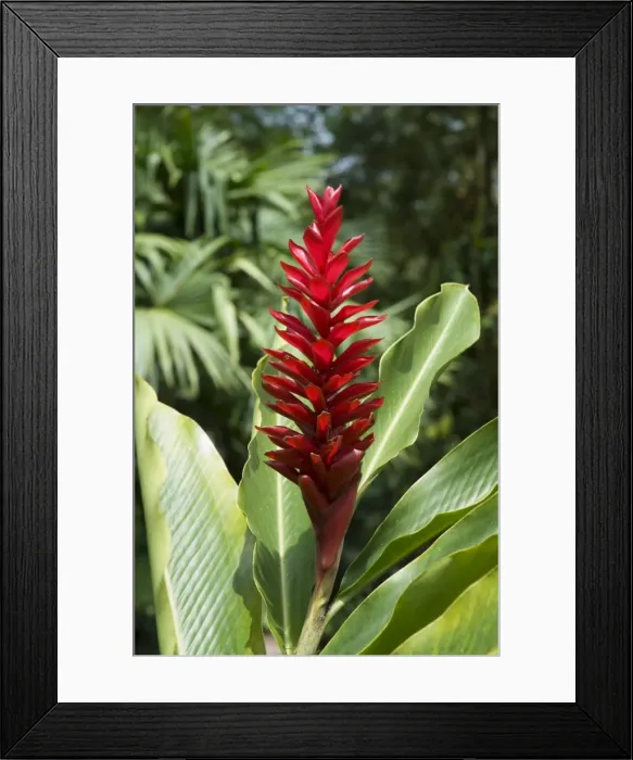 Framed Print : Ginger, Costa Rica, Central America Framed Print : Ginger, Costa Rica, Central America