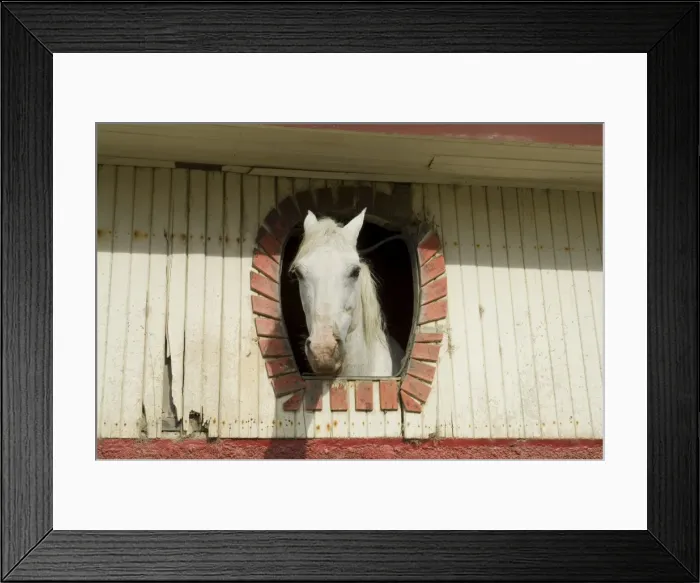 Framed Print : Horse in stables on way to Monteverde, Costa Rica, Central America Framed Print : Horse in stables on way to Monteverde, Costa Rica, Central America