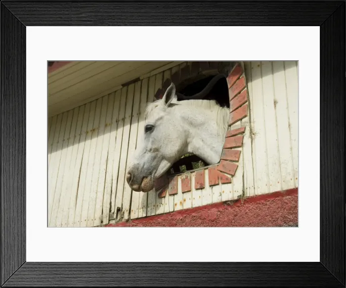 Framed Print : Horse in stables on way to Monteverde, Costa Rica, Central America Framed Print : Horse in stables on way to Monteverde, Costa Rica, Central America