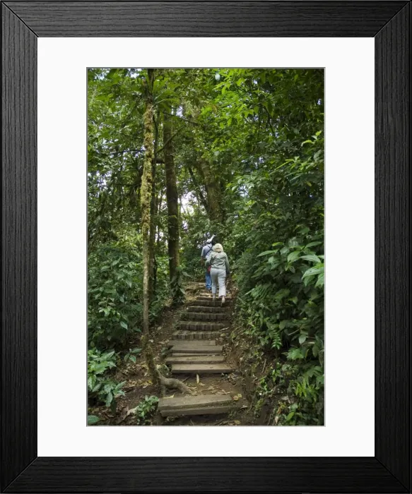 Framed Print : Monteverde Cloud Forest Reserve, Monteverde, Costa Rica, Central America Framed Print : Monteverde Cloud Forest Reserve, Monteverde, Costa Rica, Central America