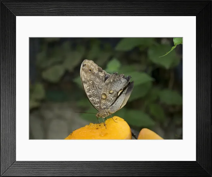 Framed Print : Owl Moth, Monteverde, Costa Rica, Central America Framed Print : Owl Moth, Monteverde, Costa Rica, Central America