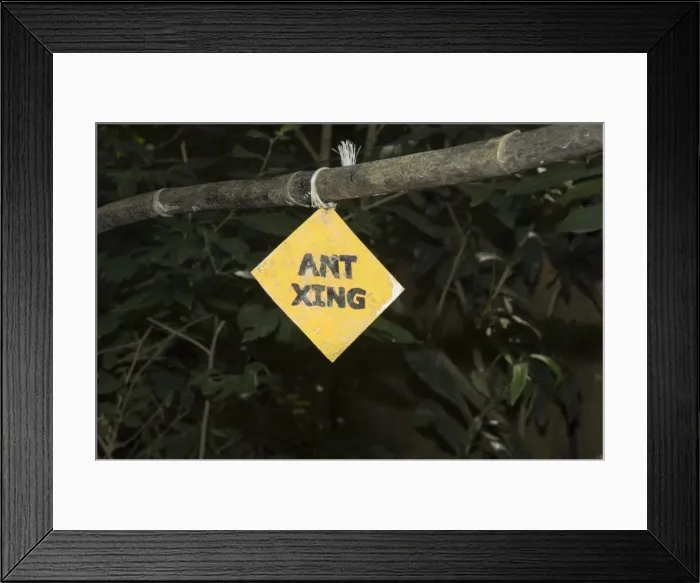 Framed Print : Sign so you don t step on a stream of leaf cutter ants, Monteverde Framed Print : Sign so you don t step on a stream of leaf cutter ants, Monteverde