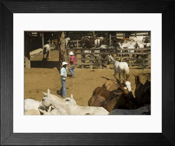Framed Print : Horses, Hacienda Guachipelin, near Rincon de la Vieja National Park, Guanacaste Framed Print : Horses, Hacienda Guachipelin, near Rincon de la Vieja National Park, Guanacaste