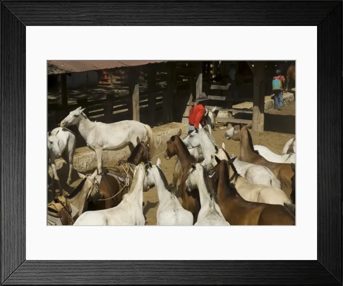 Framed Print : Horses, Hacienda Guachipelin, near Rincon de la Vieja National Park, Guanacaste Framed Print : Horses, Hacienda Guachipelin, near Rincon de la Vieja National Park, Guanacaste