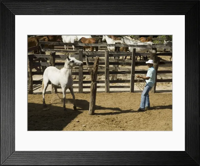 Framed Print : Horses, Hacienda Guachipelin, near Rincon de la Vieja National Park, Guanacaste Framed Print : Horses, Hacienda Guachipelin, near Rincon de la Vieja National Park, Guanacaste