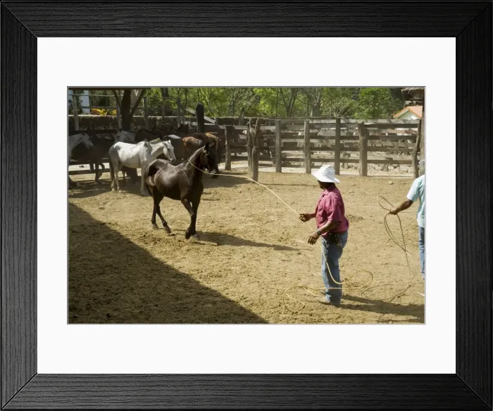 Framed Print : Horses, Hacienda Guachipelin, near Rincon de la Vieja National Park, Guanacaste Framed Print : Horses, Hacienda Guachipelin, near Rincon de la Vieja National Park, Guanacaste