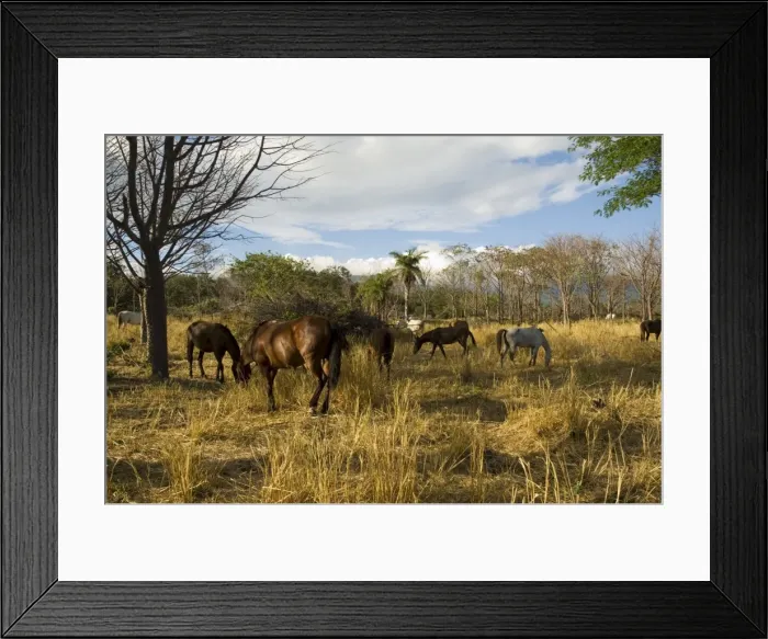 Framed Print : Farmland with horses grazing, Hacienda Guachipelin, near Rincon de la Vieja National Park Framed Print : Farmland with horses grazing, Hacienda Guachipelin, near Rincon de la Vieja National Park