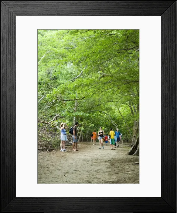 Framed Print : Visitors to Manuel Antonio National Park, Costa Rica, Central America Framed Print : Visitors to Manuel Antonio National Park, Costa Rica, Central America