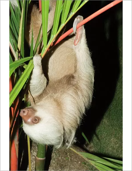 Sloth, Manuel Antonio, Costa Rica, Central America