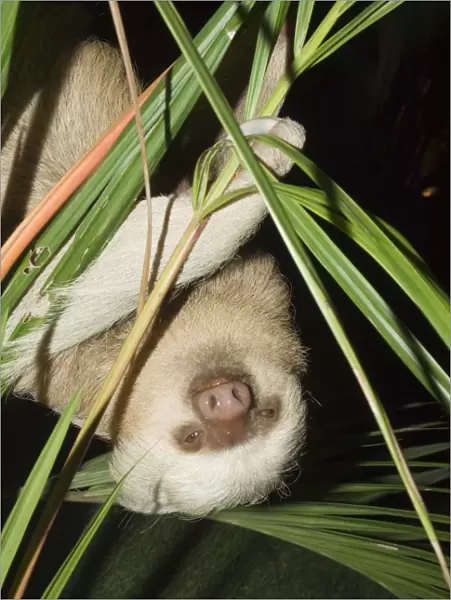 Sloth, Manuel Antonio, Costa Rica, Central America