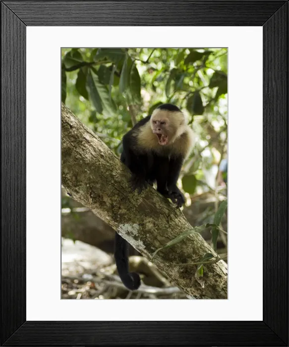 Framed Print : Capuchin or white faced monkey, Manuel Antonio Nature Reserve, Manuel Antonio Framed Print : Capuchin or white faced monkey, Manuel Antonio Nature Reserve, Manuel Antonio