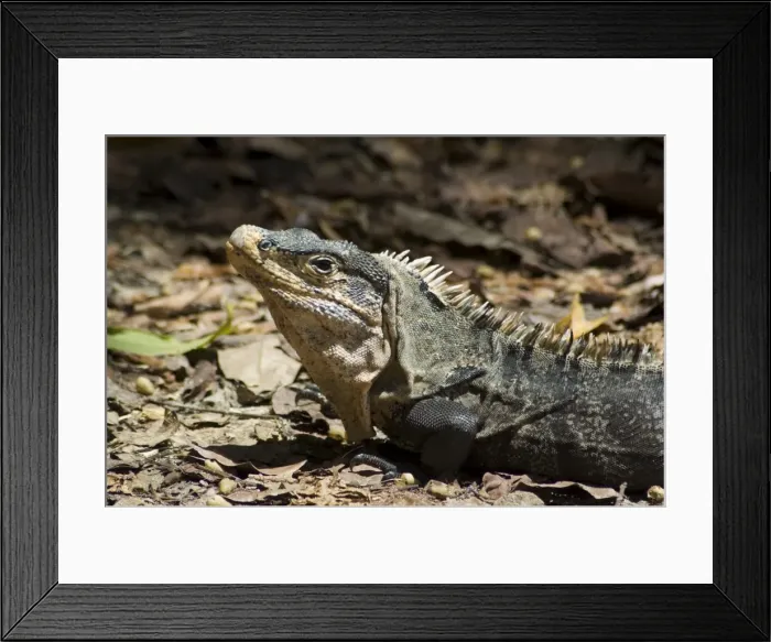 Framed Print : Lizard, Arenal, Costa Rica, Central America Framed Print : Lizard, Arenal, Costa Rica, Central America