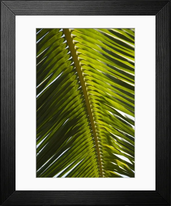 Framed Print : Palm leaf, Nicoya Pennisula, Costa Rica, Central America Framed Print : Palm leaf, Nicoya Pennisula, Costa Rica, Central America