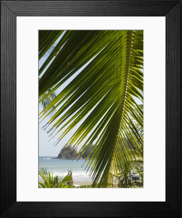 Framed Print : Palm leaf, Nicoya Pennisula, Costa Rica, Central America Framed Print : Palm leaf, Nicoya Pennisula, Costa Rica, Central America
