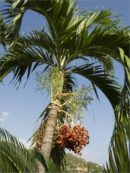 Fruit on palm tree, Nicoya Pennisula, Costa Rica, Central America