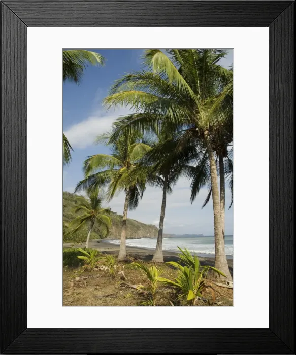 Framed Print : Palm trees on beach at Punta Islita, Nicoya Pennisula, Pacific Coast, Costa Rica Framed Print : Palm trees on beach at Punta Islita, Nicoya Pennisula, Pacific Coast, Costa Rica