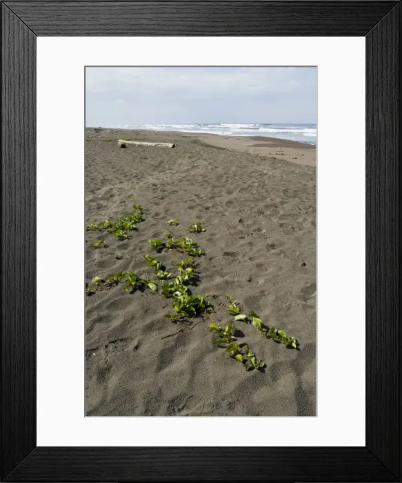Framed Print : Tortuguero Beach, Caribbean Coast, Tortuguero National Park, Costa Rica, Central America Framed Print : Tortuguero Beach, Caribbean Coast, Tortuguero National Park, Costa Rica, Central America