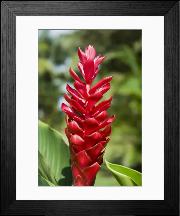 Framed Print : Ginger bloom in rainforest, Tortuguero National Park, Costa Rica, Central America Framed Print : Ginger bloom in rainforest, Tortuguero National Park, Costa Rica, Central America