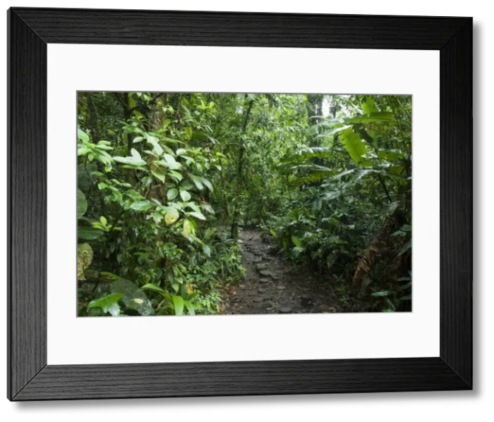 Framed Print : Vegetation in the rain forest, Tortuguero National Park, Costa Rica, Central America Framed Print : Vegetation in the rain forest, Tortuguero National Park, Costa Rica, Central America