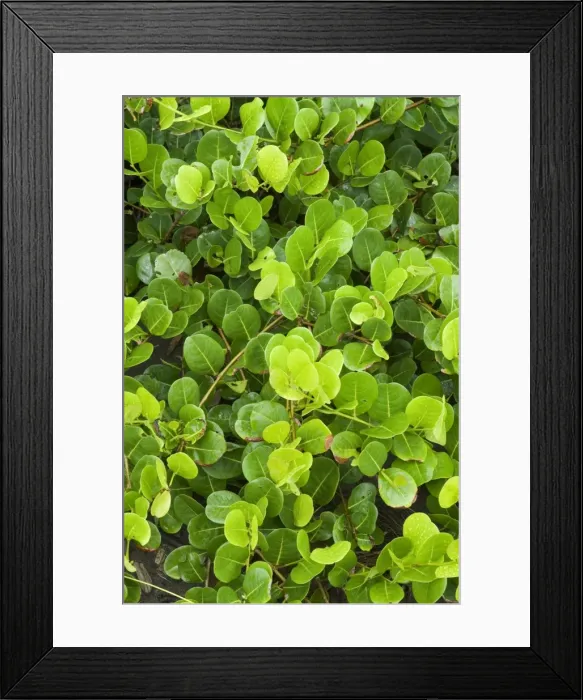 Framed Print : Beach vegetation on the edge of the rain forest, Tortuguero National Park Framed Print : Beach vegetation on the edge of the rain forest, Tortuguero National Park