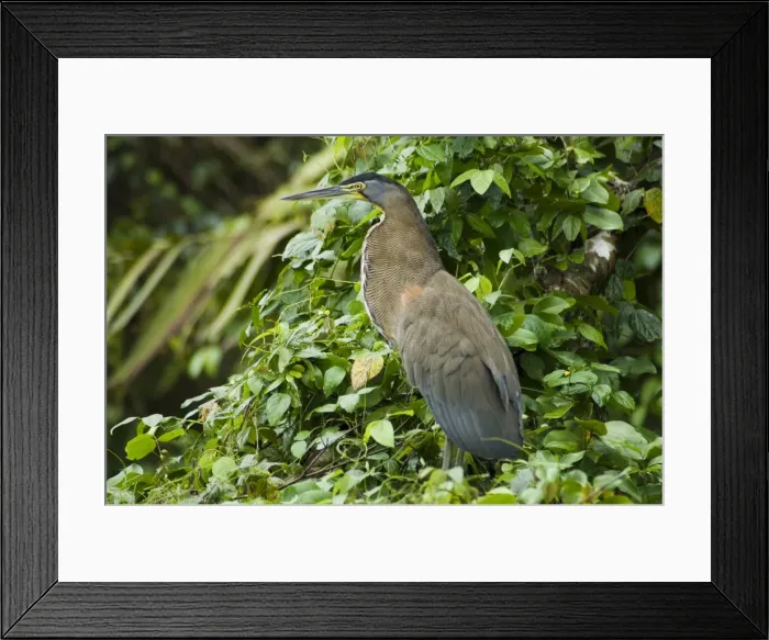 Framed Print : Tiger Heron, Tortuguero National Park, Costa Rica, Central America Framed Print : Tiger Heron, Tortuguero National Park, Costa Rica, Central America