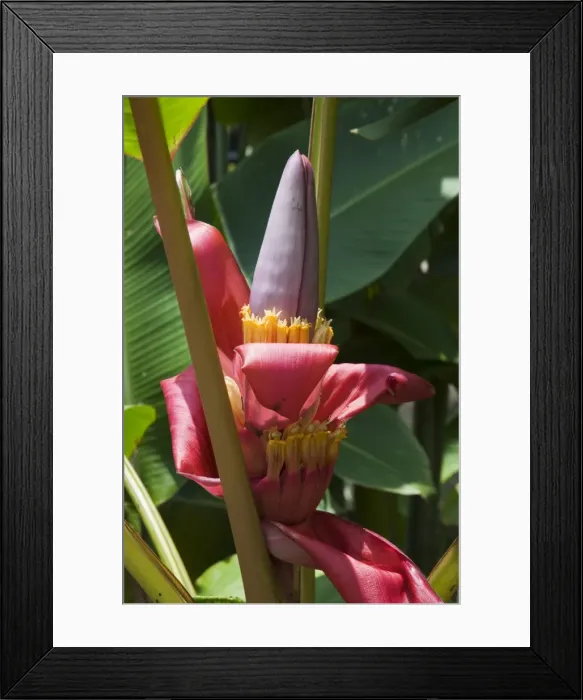 Framed Print : Banana plant flowers, Costa Rica, Central America Framed Print : Banana plant flowers, Costa Rica, Central America