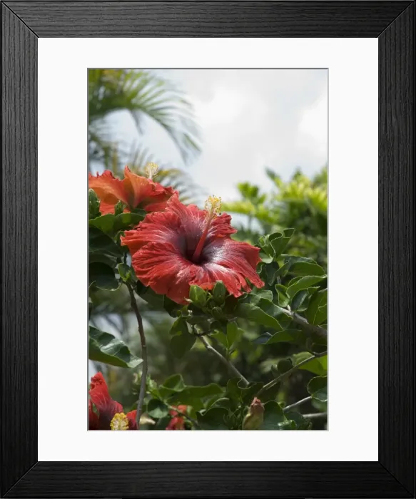 Framed Print : Red hibiscus flowers, Costa Rica, Central America Framed Print : Red hibiscus flowers, Costa Rica, Central America