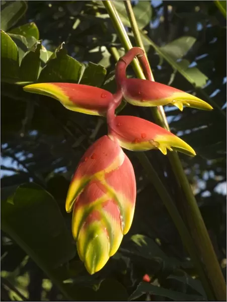 Heliconia flower, Costa Rica, Central America