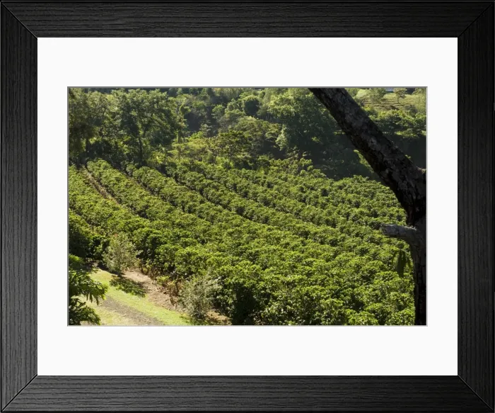 Framed Print : Coffee plantations on the slopes of the Poas Volcano, near San Jose, Costa Rica Framed Print : Coffee plantations on the slopes of the Poas Volcano, near San Jose, Costa Rica