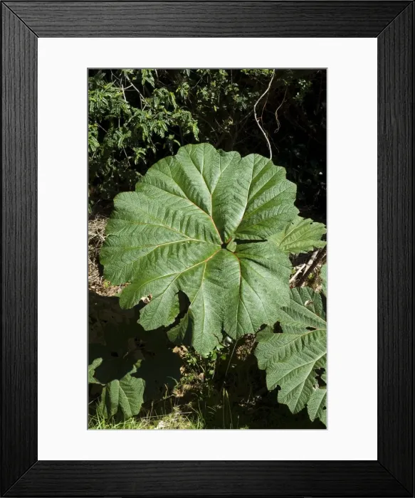 Framed Print : Vegetation on the walk from the park entrance to the Poas Volcano, Costa Rica Framed Print : Vegetation on the walk from the park entrance to the Poas Volcano, Costa Rica