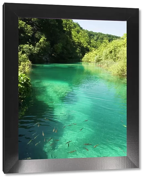 Small fish in turquoise lake, Plitvice Lakes National Park, UNESCO World Heritage Site