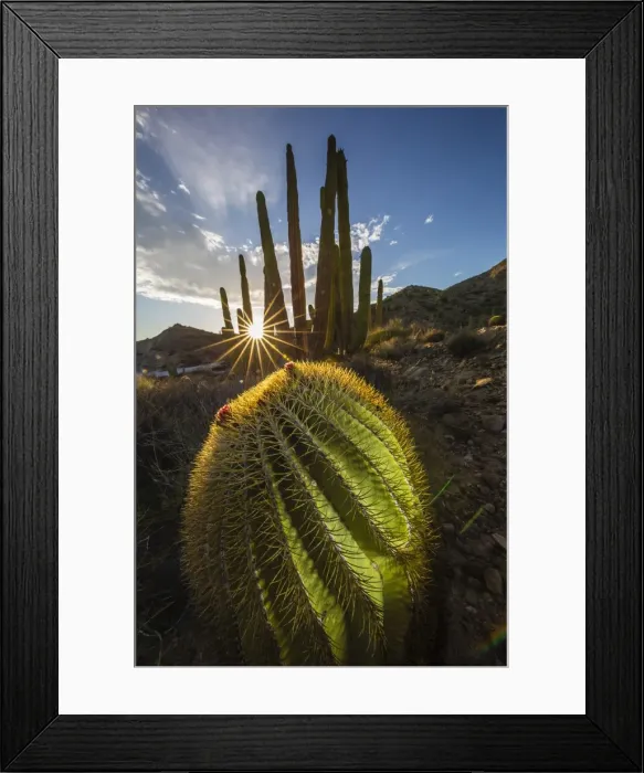 Framed Print : Sunset on an endemic giant barrel cactus (Ferocactus diguetii) on Isla Santa Catalina Framed Print : Sunset on an endemic giant barrel cactus (Ferocactus diguetii) on Isla Santa Catalina