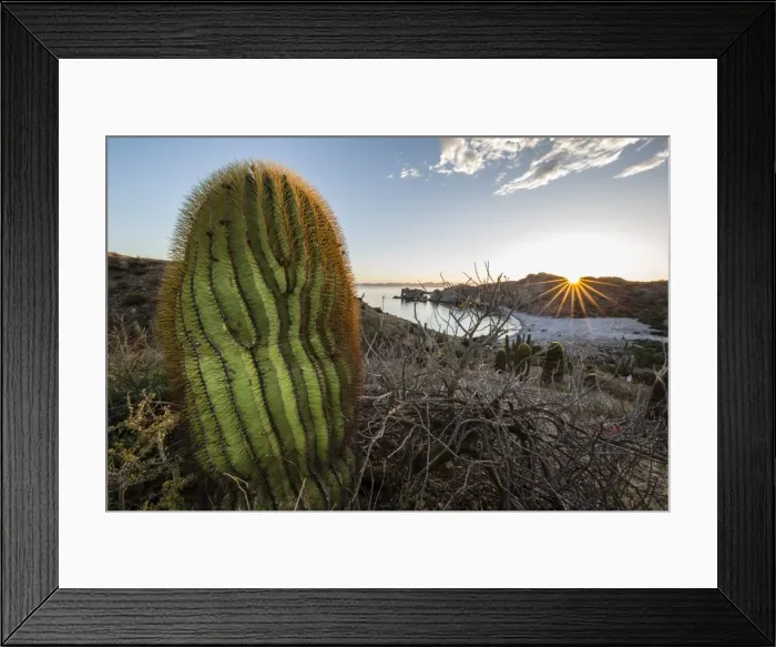 Framed Print : Sunset on an endemic giant barrel cactus (Ferocactus diguetii) on Isla Santa Catalina Framed Print : Sunset on an endemic giant barrel cactus (Ferocactus diguetii) on Isla Santa Catalina