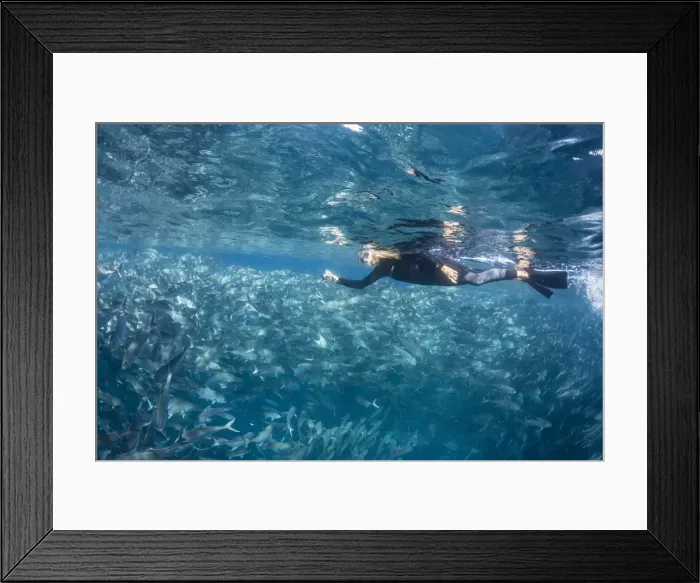 Framed Print : A snorkeler with a large school of bigeye trevally (Caranx sexfasciatus) in deep water near Cabo Pulmo, Baja California Sur, Mexico, North America