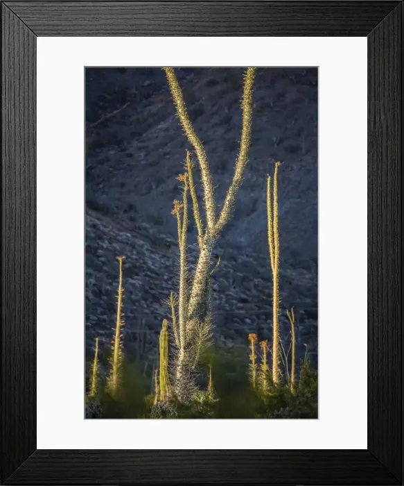 Framed Print : Huge Boojum tree (Cirio) (Fouquieria columnaris) at sunset near Bahia de Los Angeles Framed Print : Huge Boojum tree (Cirio) (Fouquieria columnaris) at sunset near Bahia de Los Angeles
