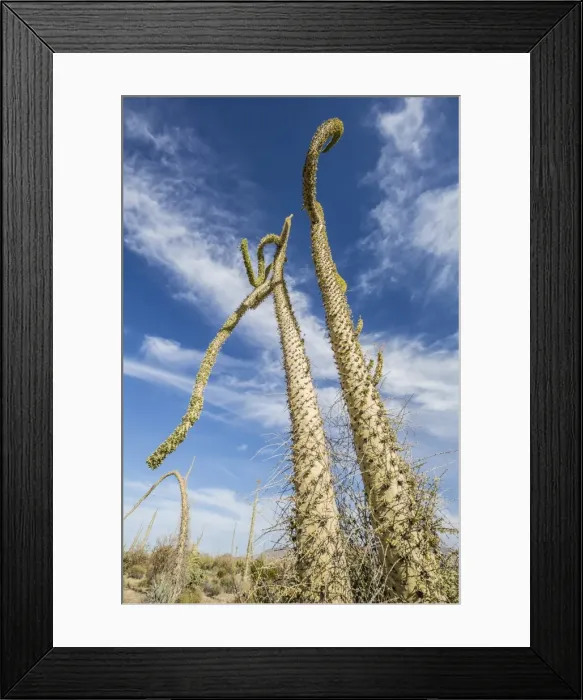 Framed Print : Boojum tree (Cirio) (Fouquieria columnaris) at sunset near Bahia de Los Angeles, Baja California Framed Print : Boojum tree (Cirio) (Fouquieria columnaris) at sunset near Bahia de Los Angeles, Baja California