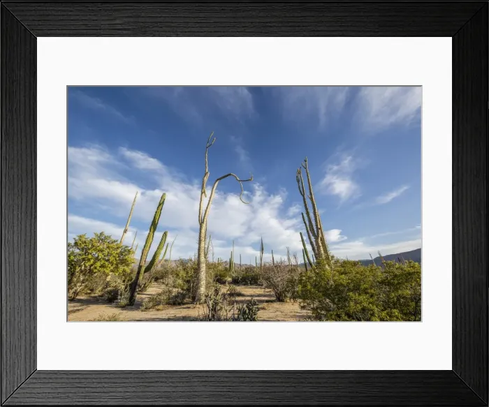 Framed Print : Boojum tree (Cirio) (Fouquieria columnaris) at sunset near Bahia de Los Angeles, Baja California Framed Print : Boojum tree (Cirio) (Fouquieria columnaris) at sunset near Bahia de Los Angeles, Baja California