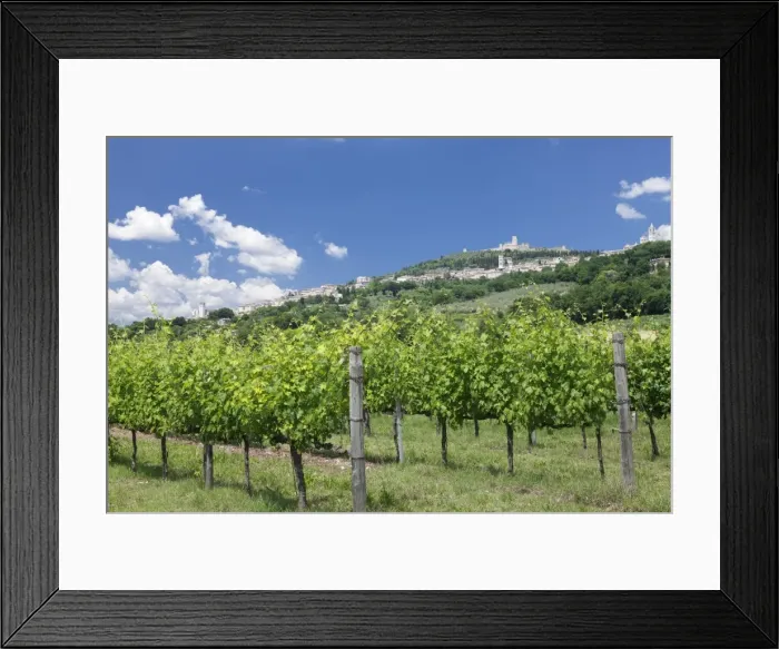 Framed Print : Assisi, vineyards, Perugia District, Umbria, Italy, Europe Framed Print : Assisi, vineyards, Perugia District, Umbria, Italy, Europe
