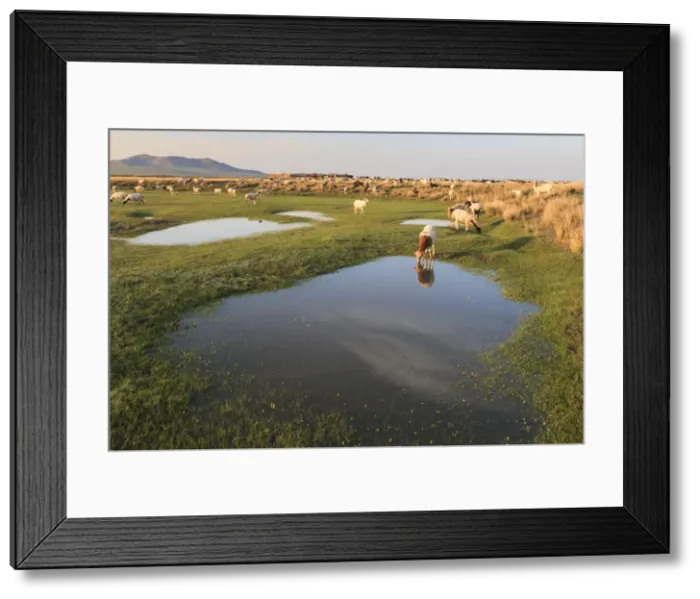 Framed Print : Grazing herd of goats and sheep at sunrise, reflected goat drinks from pool in summer