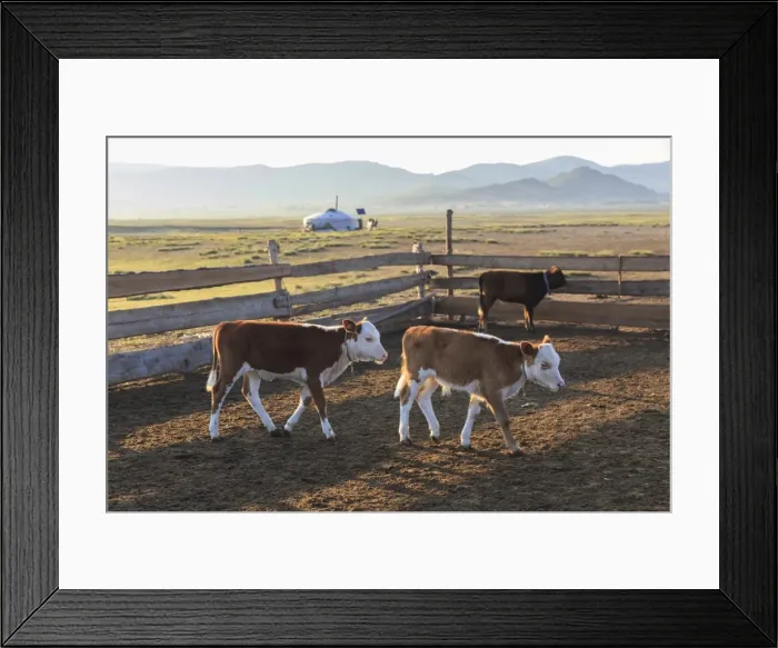 Framed Print : Calves in pen, with ger and distant hills, summer dawn, Nomad camp, Gurvanbulag, Bulgan Framed Print : Calves in pen, with ger and distant hills, summer dawn, Nomad camp, Gurvanbulag, Bulgan