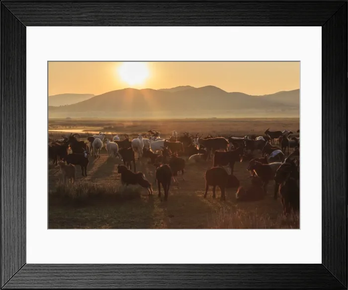 Framed Print : River, ger and backlit herd of goats and sheep at sunrise in summer, with distant mist Framed Print : River, ger and backlit herd of goats and sheep at sunrise in summer, with distant mist